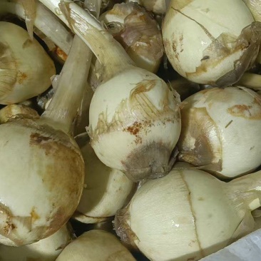 扬州特产慈菇，万亩基地，品种齐全，从事慈菇行业二十年有余