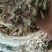 【牛商优选】牛羊饲料品质保证视频看货常年经营