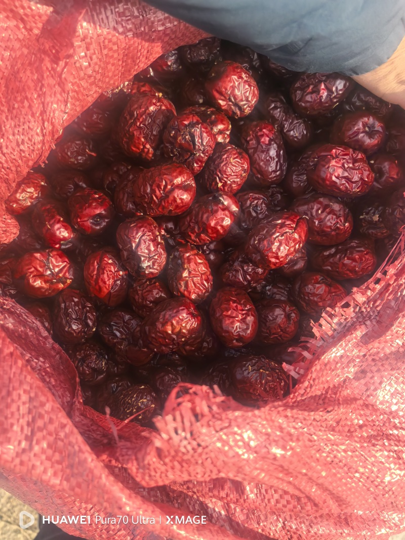 饲料枣酿酒枣打泥大量有枣新疆产地一手货俊枣