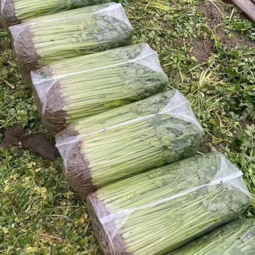 【推荐】江苏香芹芹菜保质保量一条龙服务以质论价对接全国