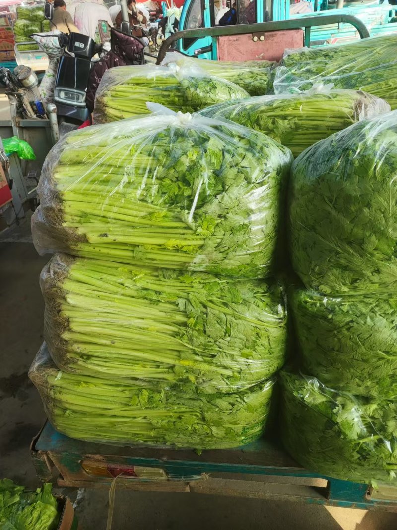 【推荐】江苏香芹芹菜保质保量一条龙服务以质论价对接全国