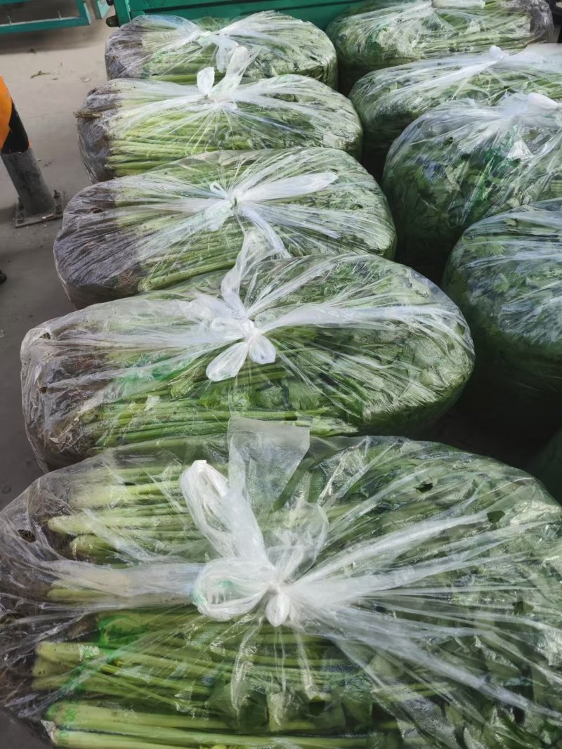 【推荐】江苏香芹芹菜保质保量一条龙服务以质论价对接全国