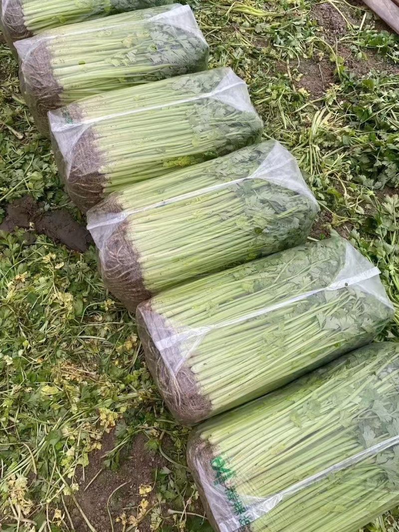 【推荐】江苏香芹芹菜保质保量一条龙服务以质论价对接全国