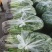 【精选】江苏香芹基地直发自产自销对接全国商超团购一条龙