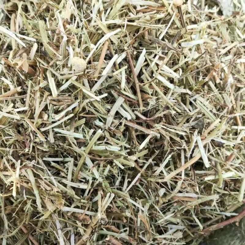 【实力商家】牛羊花生秧大量供应品质保证厂家直销