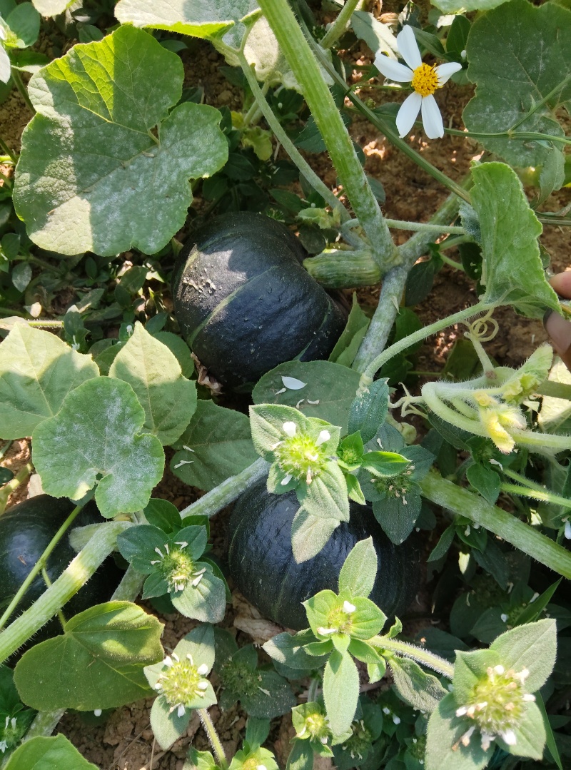 广东贝贝南瓜，一级货源，货源充足，粉香甜欢迎采购！