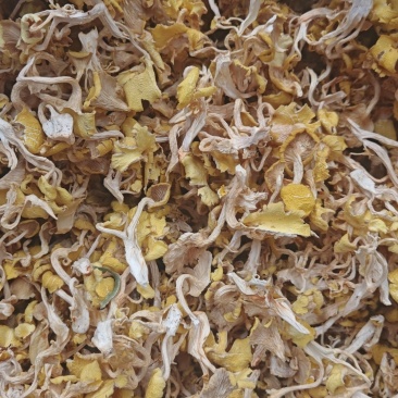 鸡油菌新货开始供货