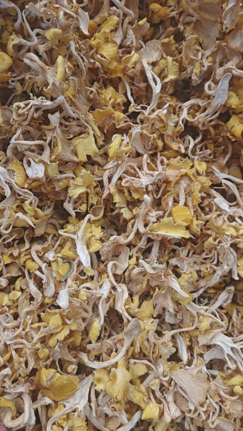 鸡油菌新货开始供货