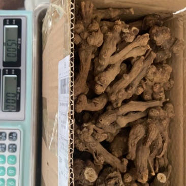 浙江天台高山老品种白术，非改良的。白玉瞻天台山赋有提起
