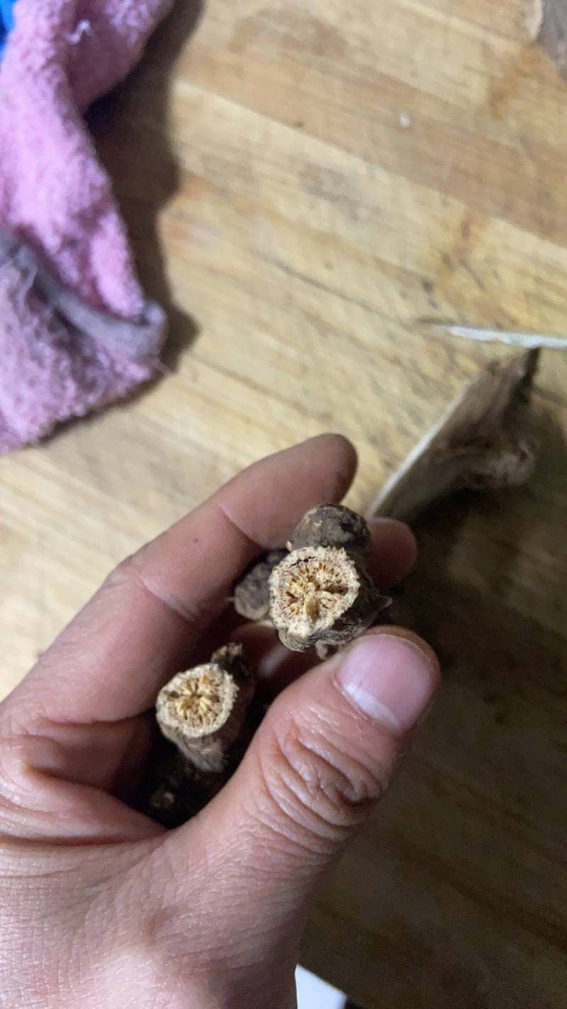 浙江天台高山老品种白术，非改良的。白玉瞻天台山赋有提起