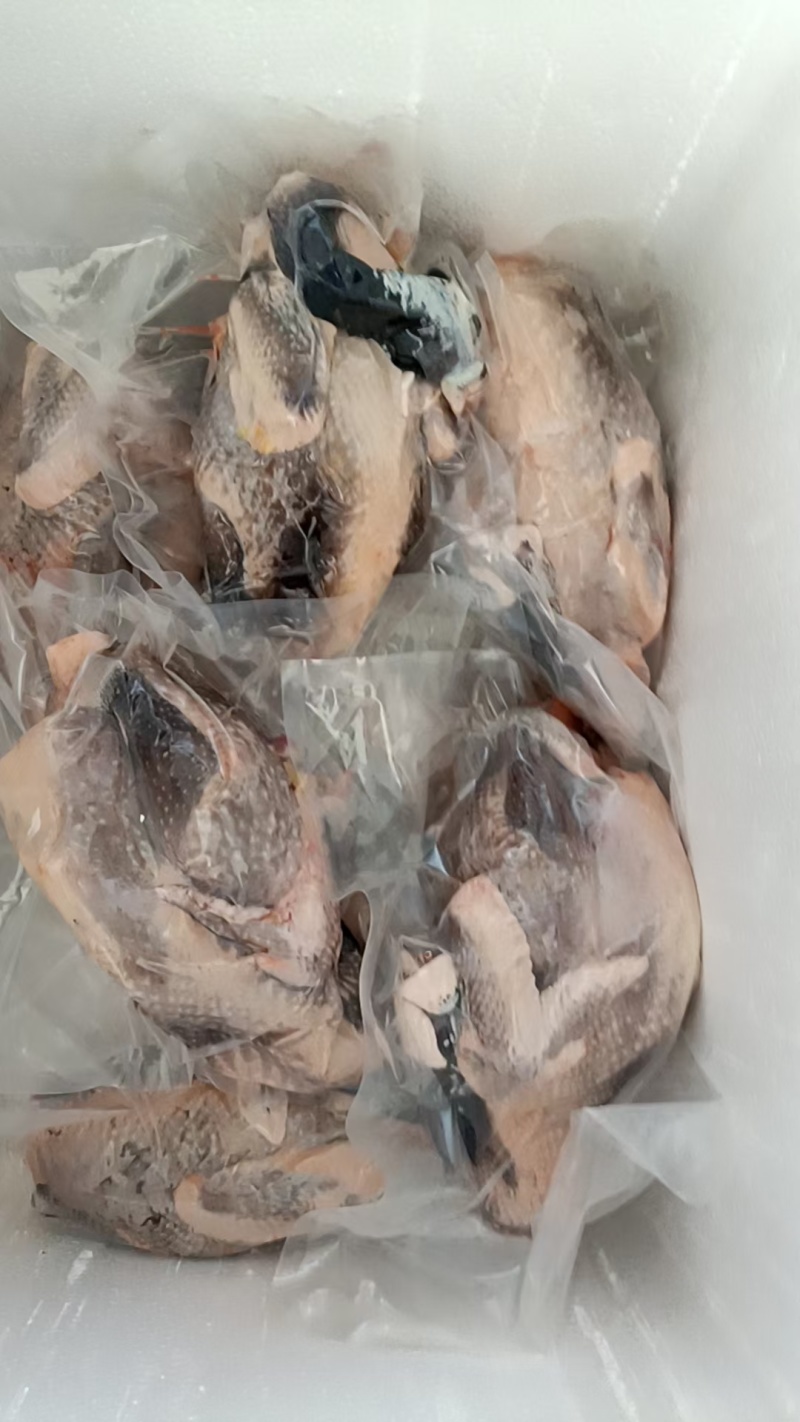 散养珍珠鸡，肉质细腻鲜美，懂行的老板来盘，原产地直销