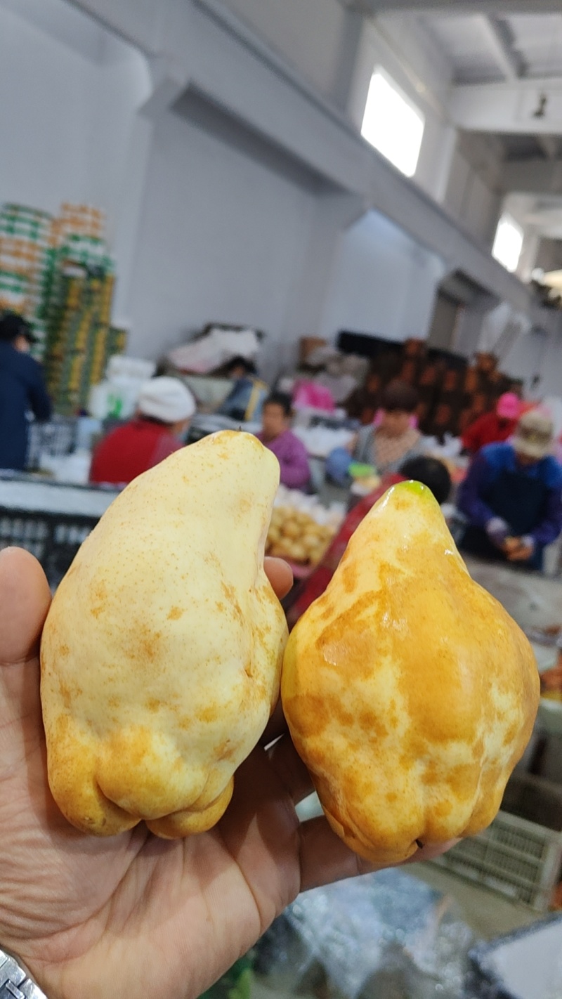 冰激凌蜜香丑梨一件代发宝宝果佛手梨非中华丑梨香甜软糯多汁