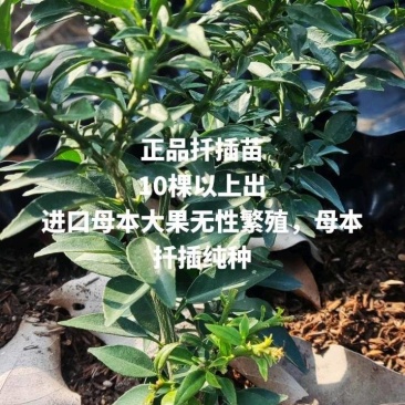 进口八房柑苗