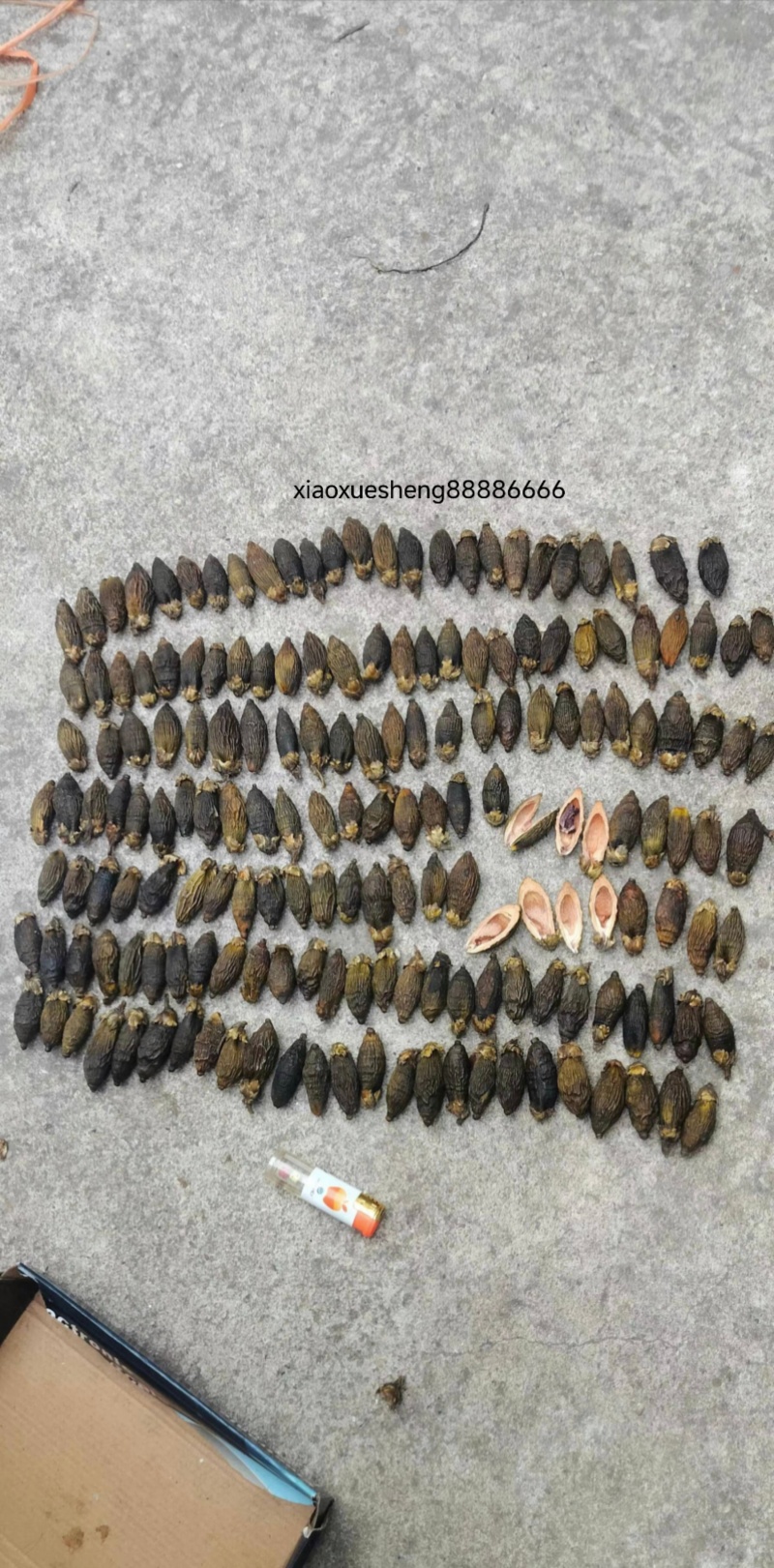槟榔、干槟榔、越南槟榔、越南上货、可全保运输