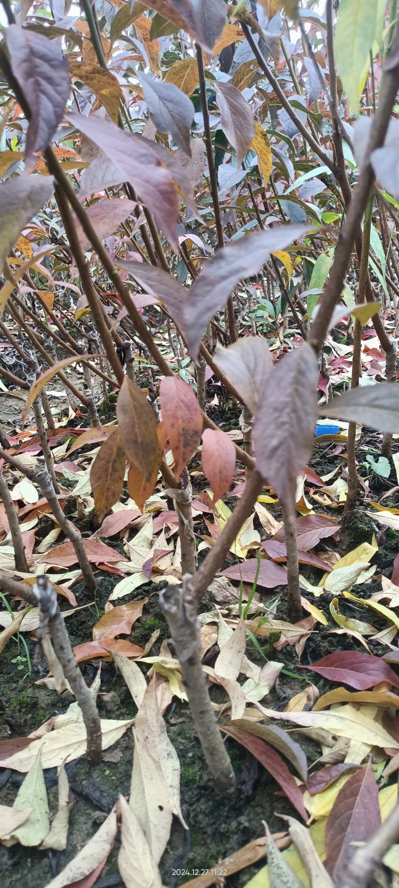 蜂糖李苗正品蜂糖李苗