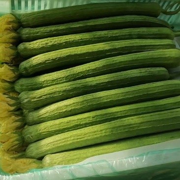 丝瓜