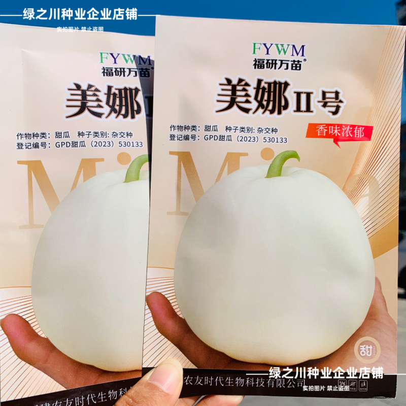 美娜2号甜瓜种籽薄皮甜瓜种子香味浓郁美浓类型甜瓜品种