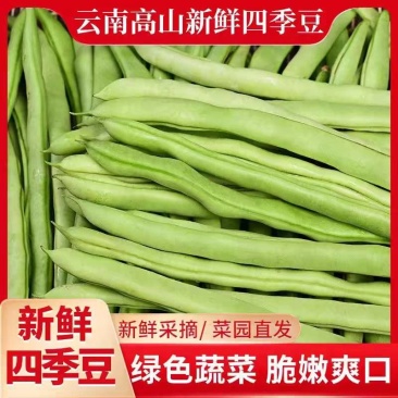 四季豆/云南无筋豆/四季豆/产地批发/大量供应/欢迎来电