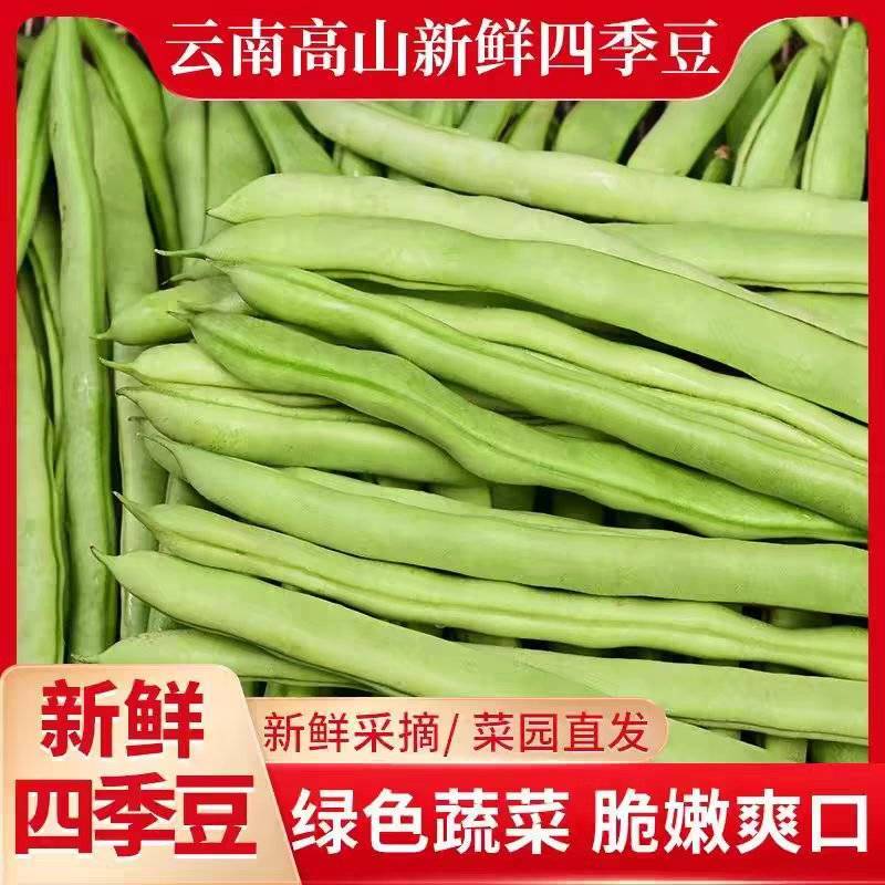四季豆/云南无筋豆/四季豆/产地批发/大量供应/欢迎来电