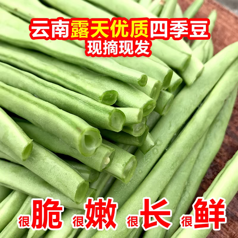四季豆/云南无筋豆/四季豆/产地批发/大量供应/欢迎来电