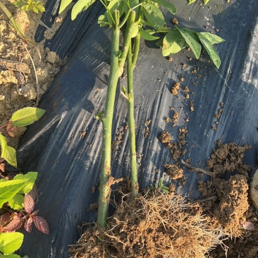 五指山野菜树仔菜潮汕野菜茂名野菜苗