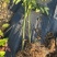 五指山野菜树仔菜潮汕野菜茂名野菜苗