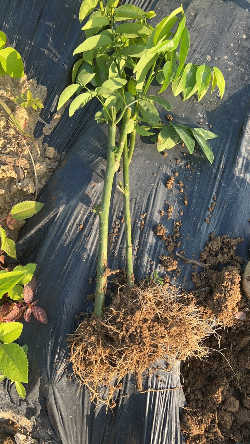 五指山野菜树仔菜潮汕野菜茂名野菜苗