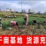 蒜苗红根蒜苗湖北蒜苗产地直发支持视频看货