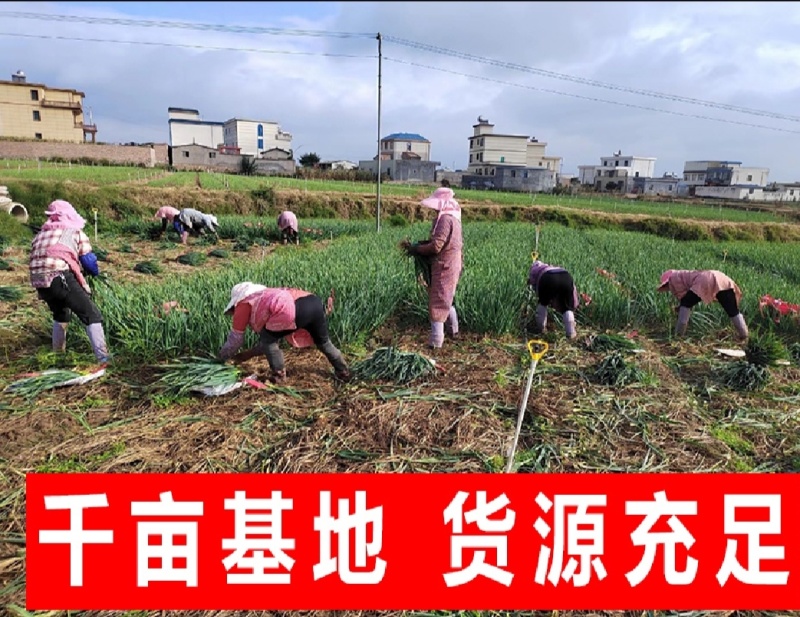 蒜苗红根蒜苗湖北蒜苗产地直发支持视频看货
