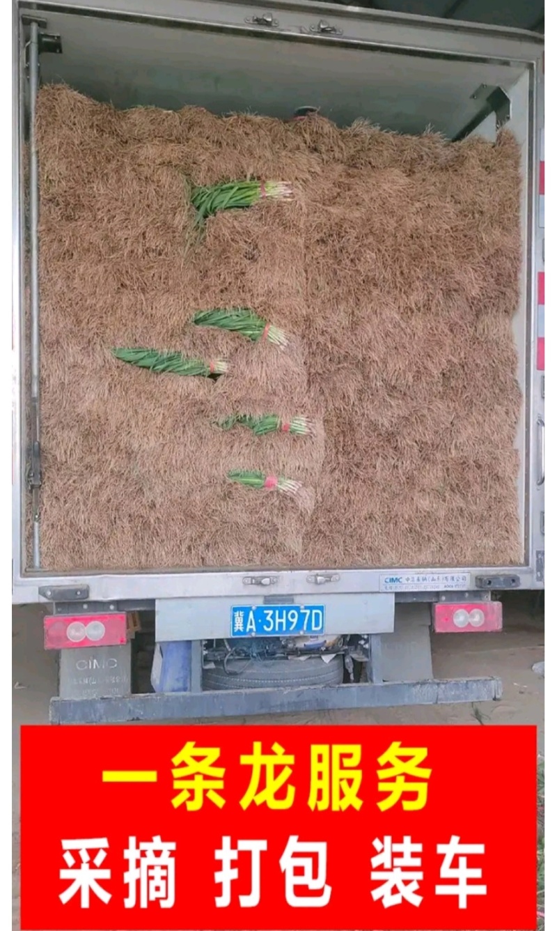 蒜苗红根蒜苗湖北蒜苗产地直发支持视频看货