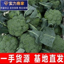 西兰花绿翡翠西兰花精品西兰花产地发货一手货源