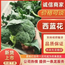 西兰花耐寒优秀西兰花精品西兰花产地发货一手货源