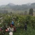 青见耙耙柑，高山沙土地出产，皮细光亮，肉甜可口