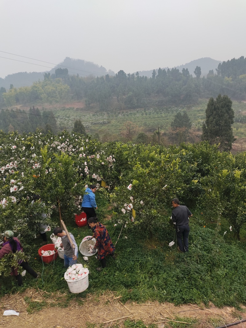 青见耙耙柑，高山沙土地出产，皮细光亮，肉甜可口
