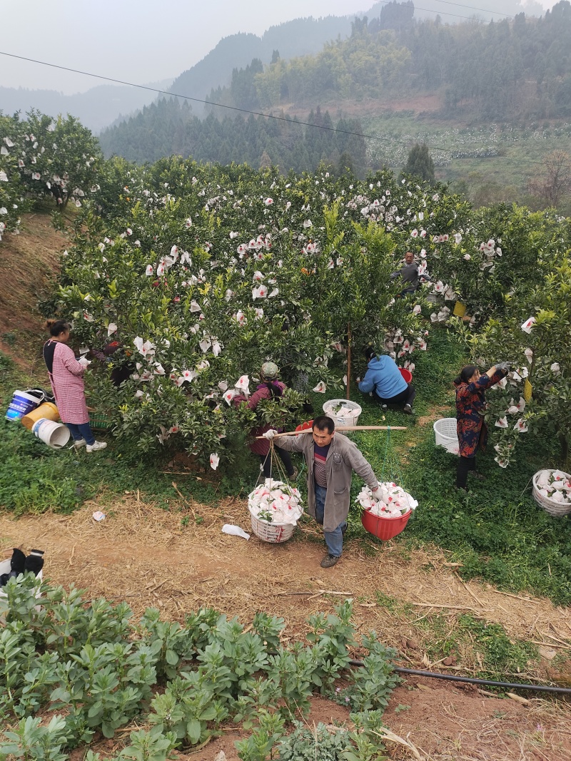 青见耙耙柑，高山沙土地出产，皮细光亮，肉甜可口
