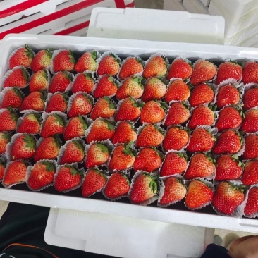 红颜草莓