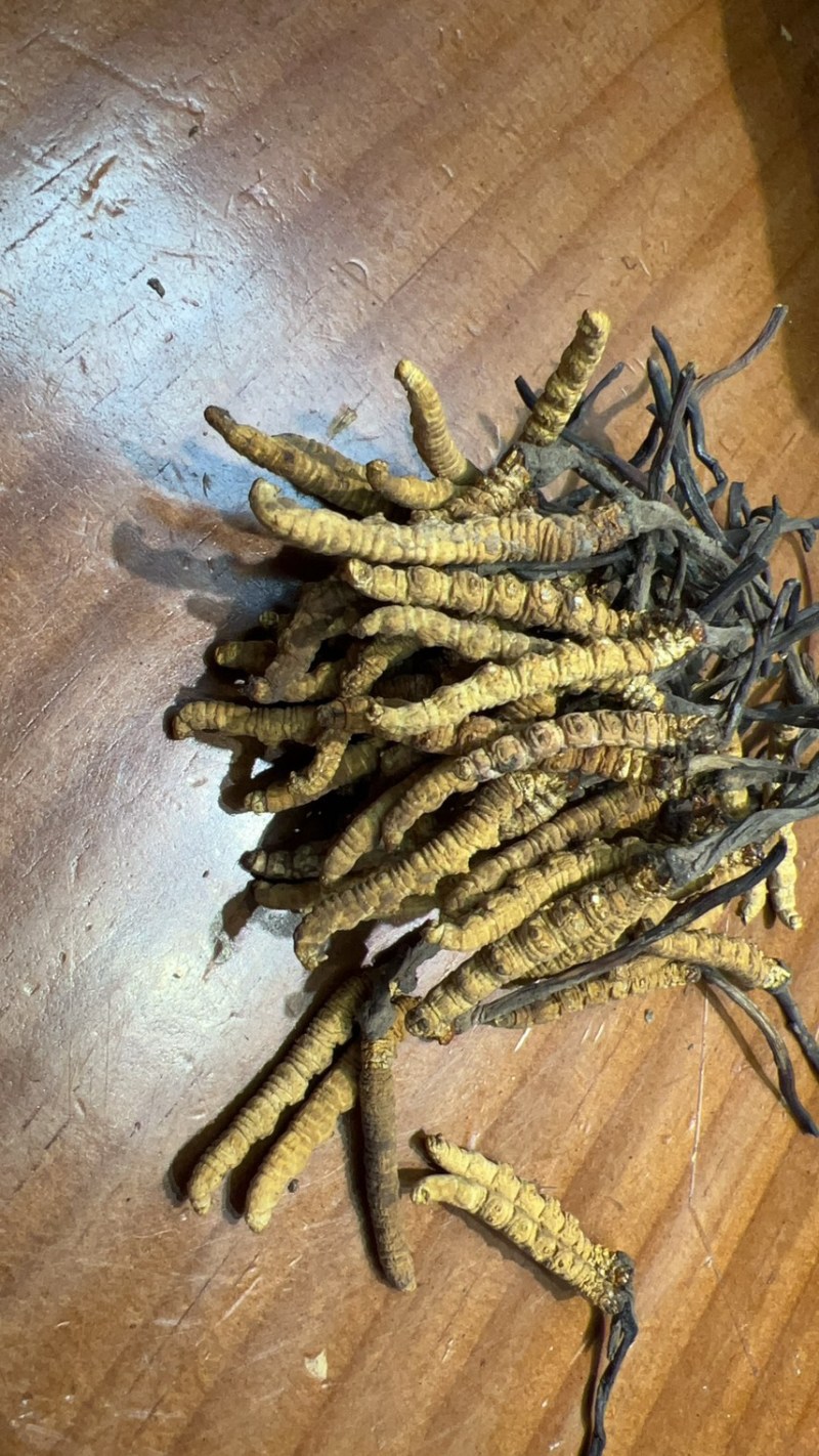 精选虫草冬虫夏草价格优惠质量保障礼盒装规格齐全