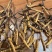 精选虫草冬虫夏草价格优惠质量保障礼盒装规格齐全