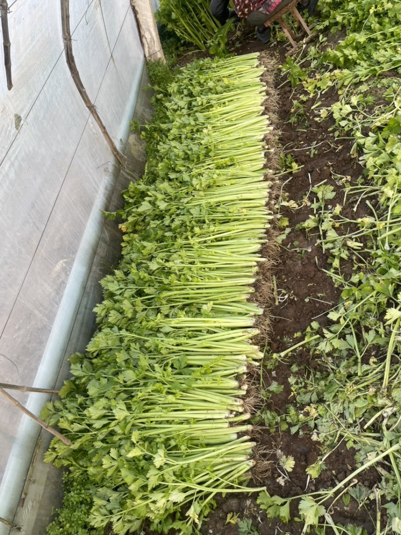 小棵西芹。精品一级。二级