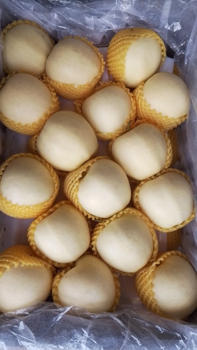 维纳斯