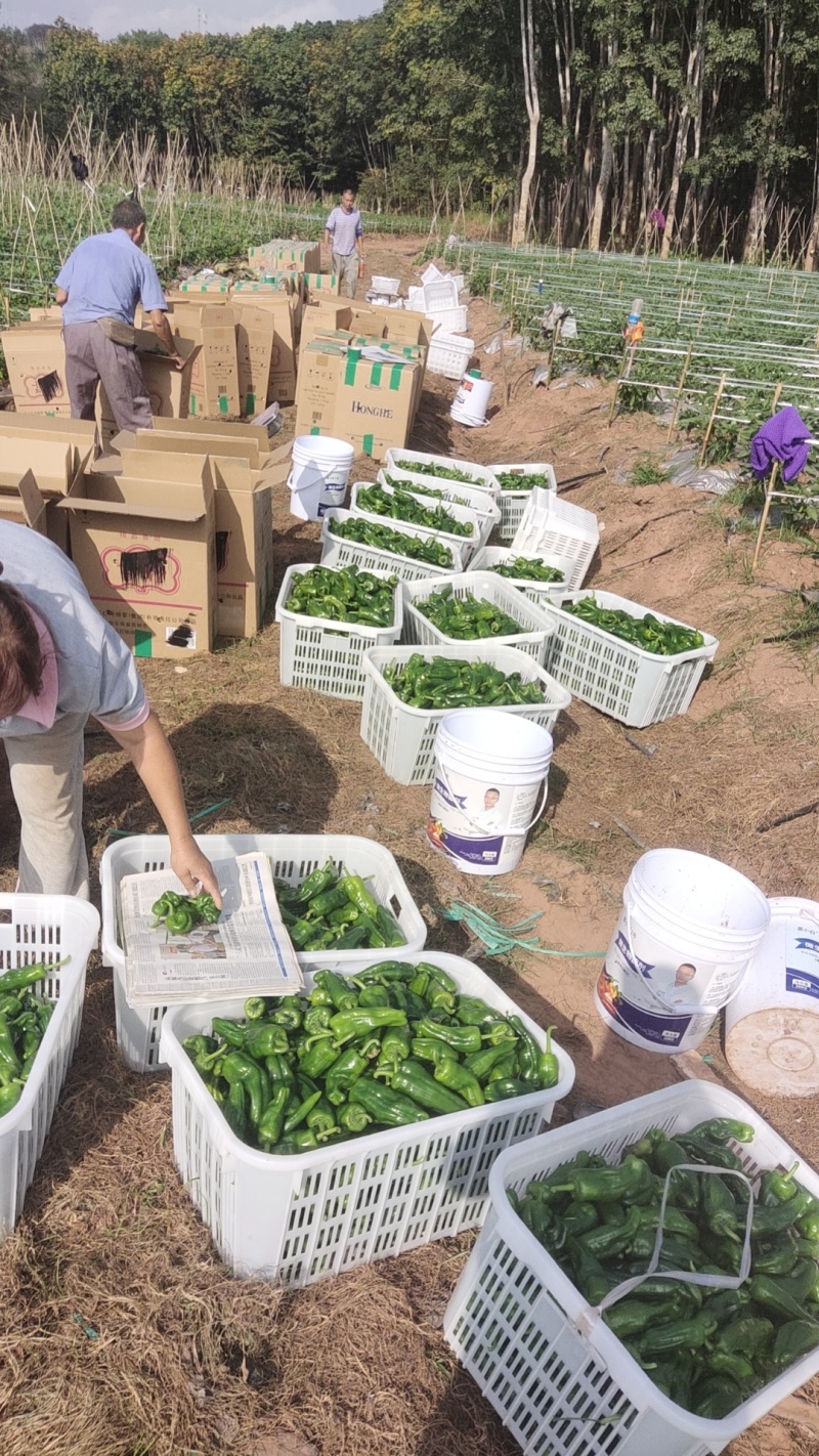 线椒，二荆条，泡椒苏椒，301，二金条，8号辣椒，芜湖椒