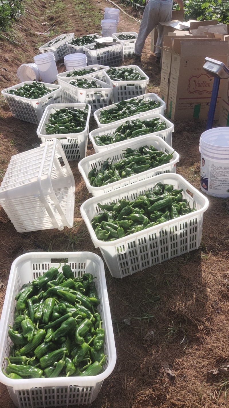 线椒，二荆条，泡椒苏椒，301，二金条，8号辣椒，芜湖椒