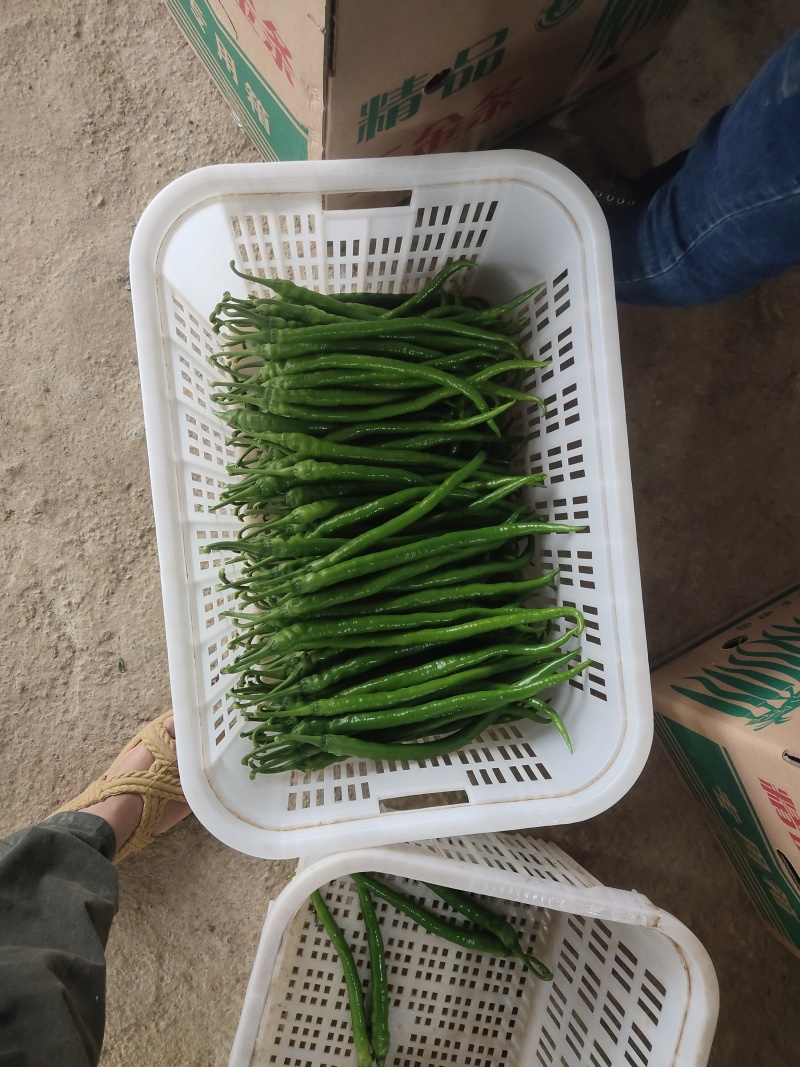 线椒，二荆条，泡椒苏椒，301，二金条，8号辣椒，芜湖椒