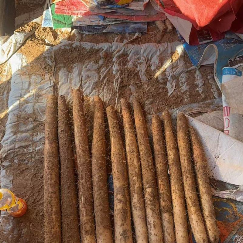 精品榆林白玉山药产地直发
