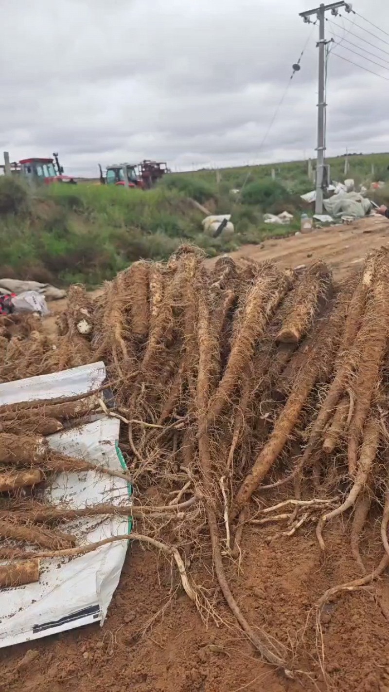精品榆林白玉山药产地直发