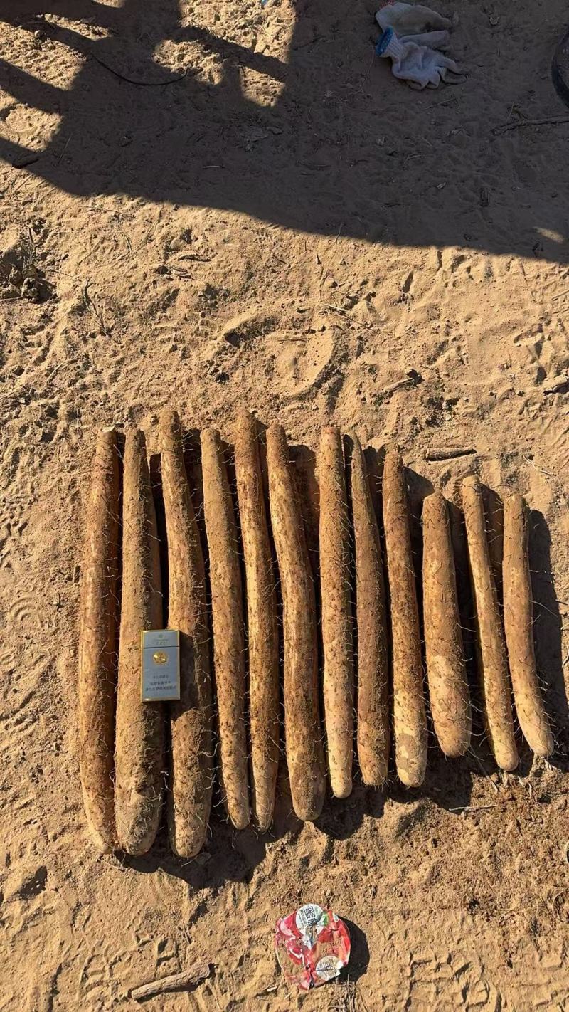 精品榆林白玉山药产地直发