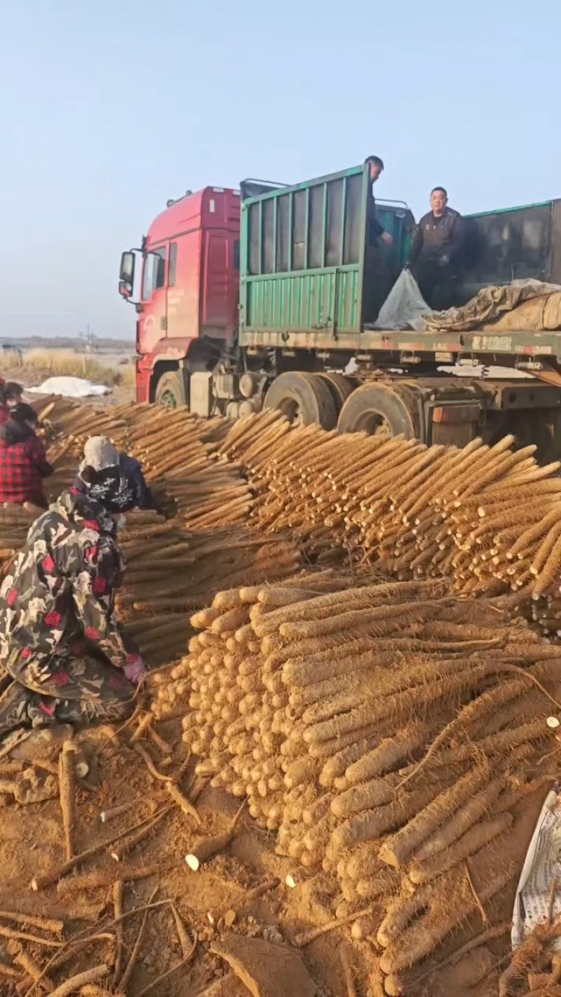 精品榆林白玉山药产地直发