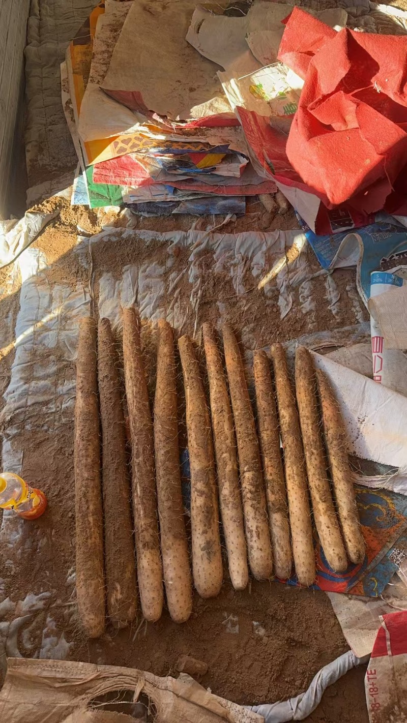 精品榆林白玉山药产地直发