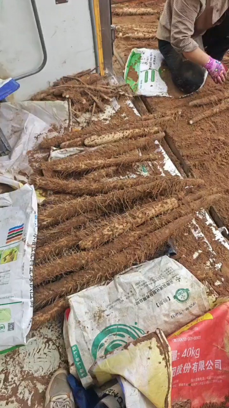 精品榆林白玉山药产地直发