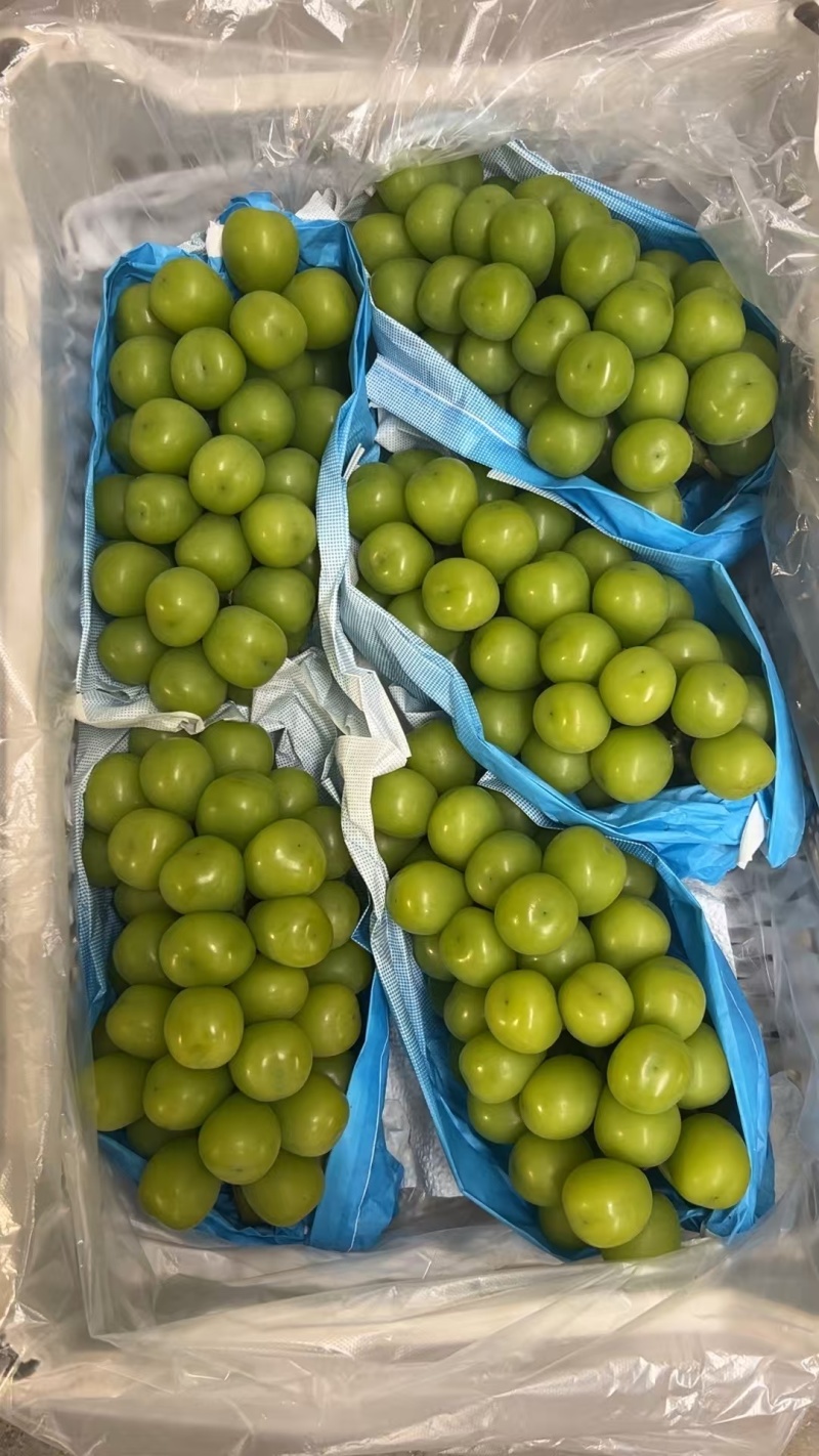 阳光玫瑰葡萄冷库货，需要的老板联系我